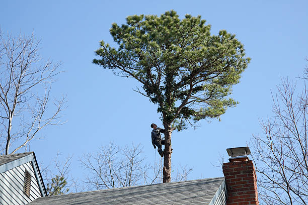 Lawn Watering Services in Demopolis, AL